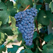 Graciano winogron