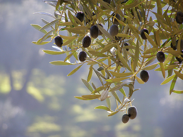 oliwki na drzewie oliwnym