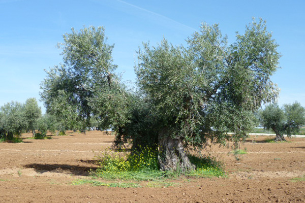 oliwne