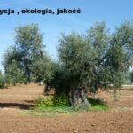 Oliwa i oliwki zbiory
