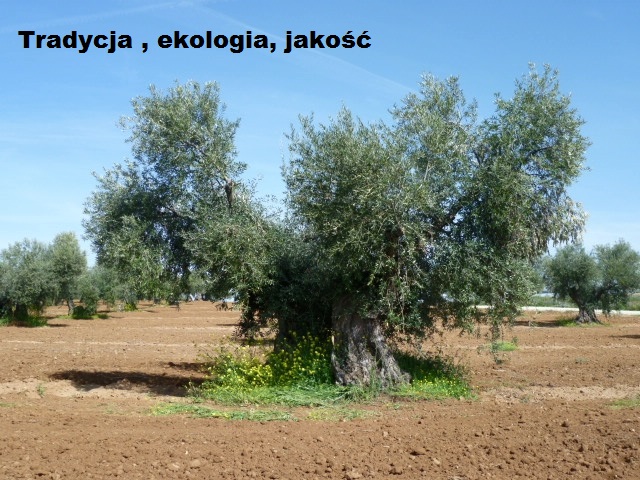 Oliwa i oliwki zbiory